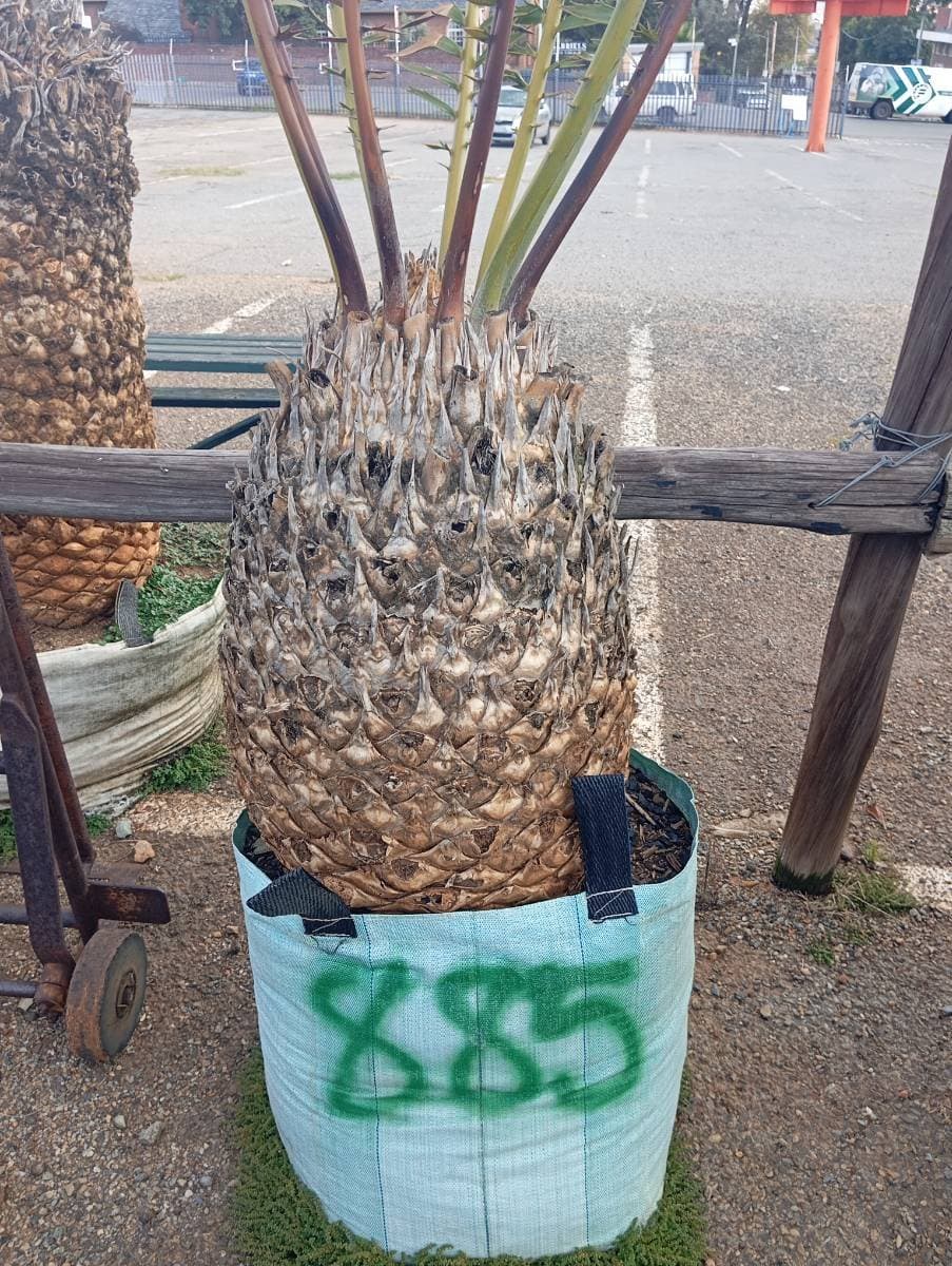 Encephalartos transvenosus