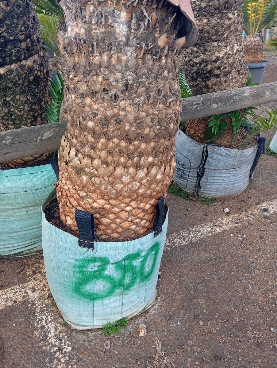 Encephalartos transvenosus