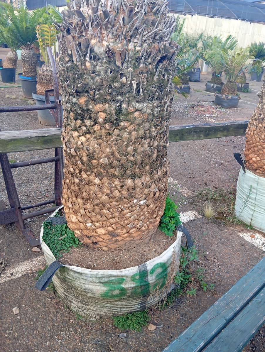 Encephalartos transvenosus