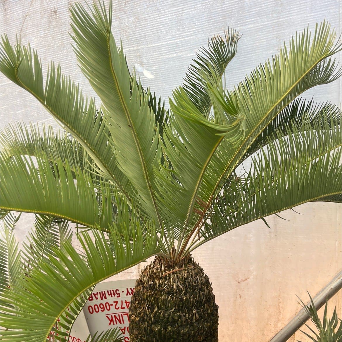 Encephalartos laevifolius