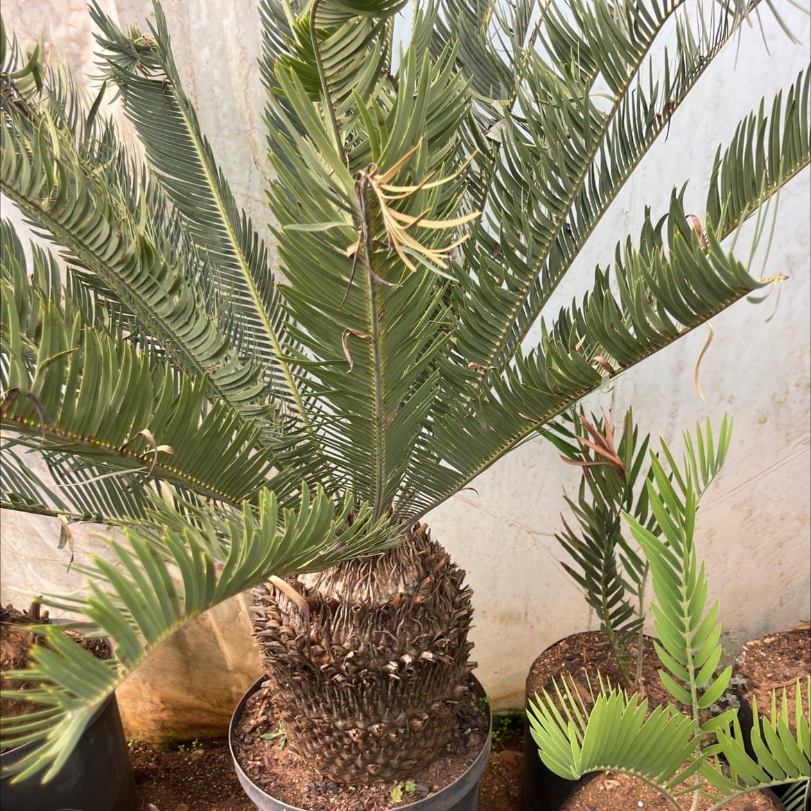 Encephalartos laevifolius
