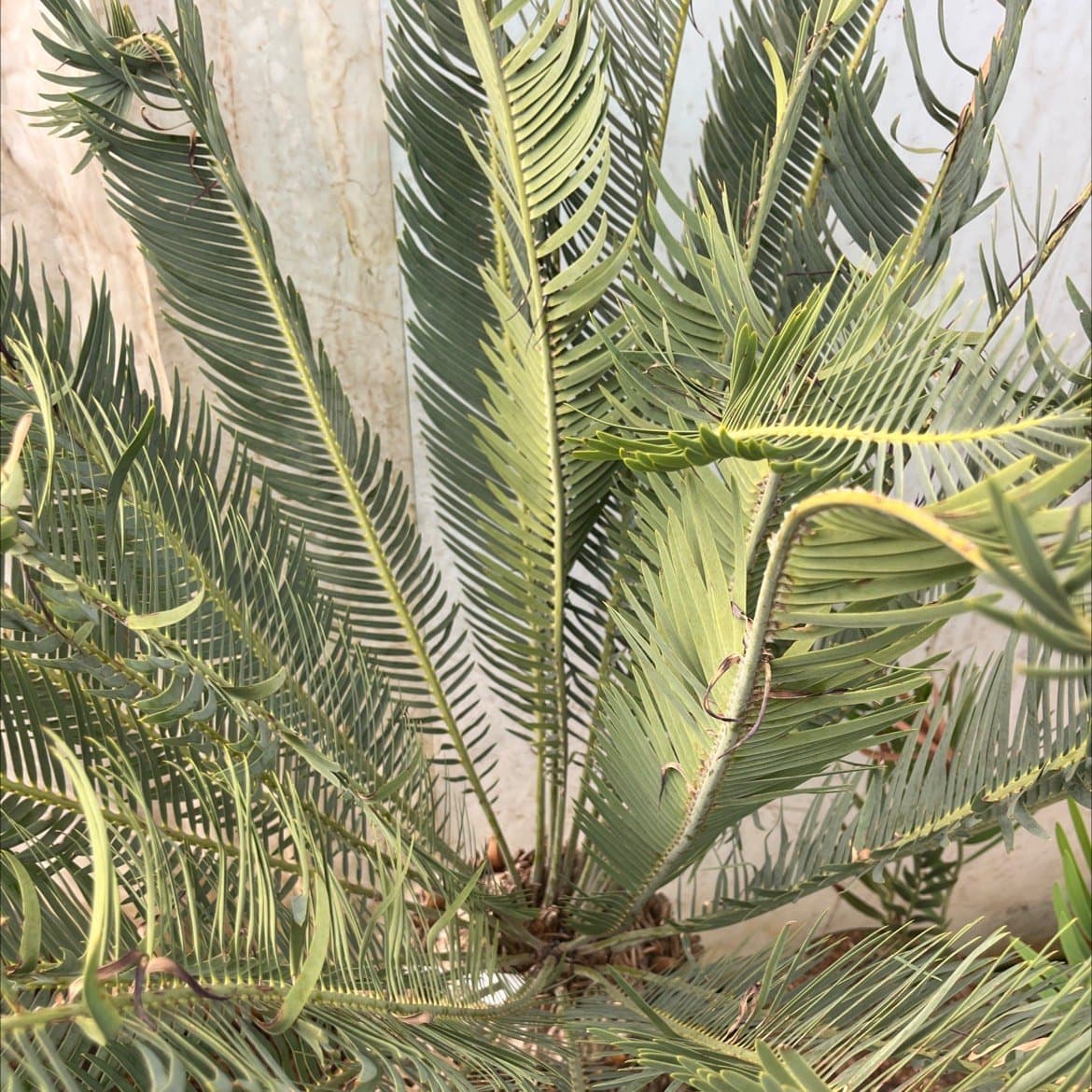 Encephalartos laevifolius