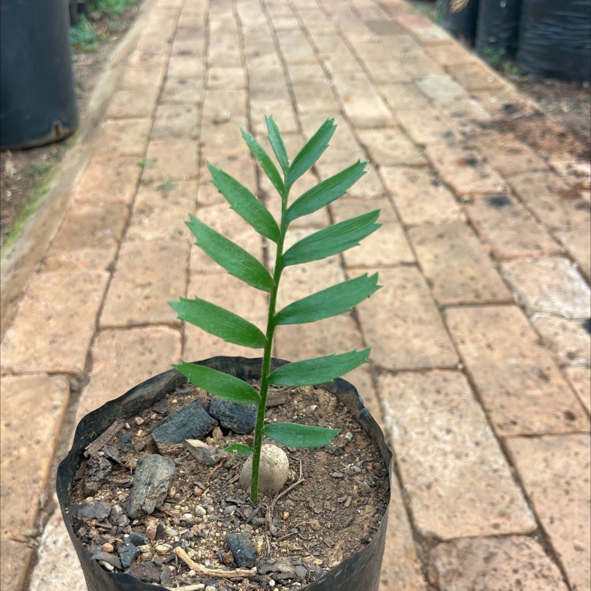 Encephalartos latifrons
