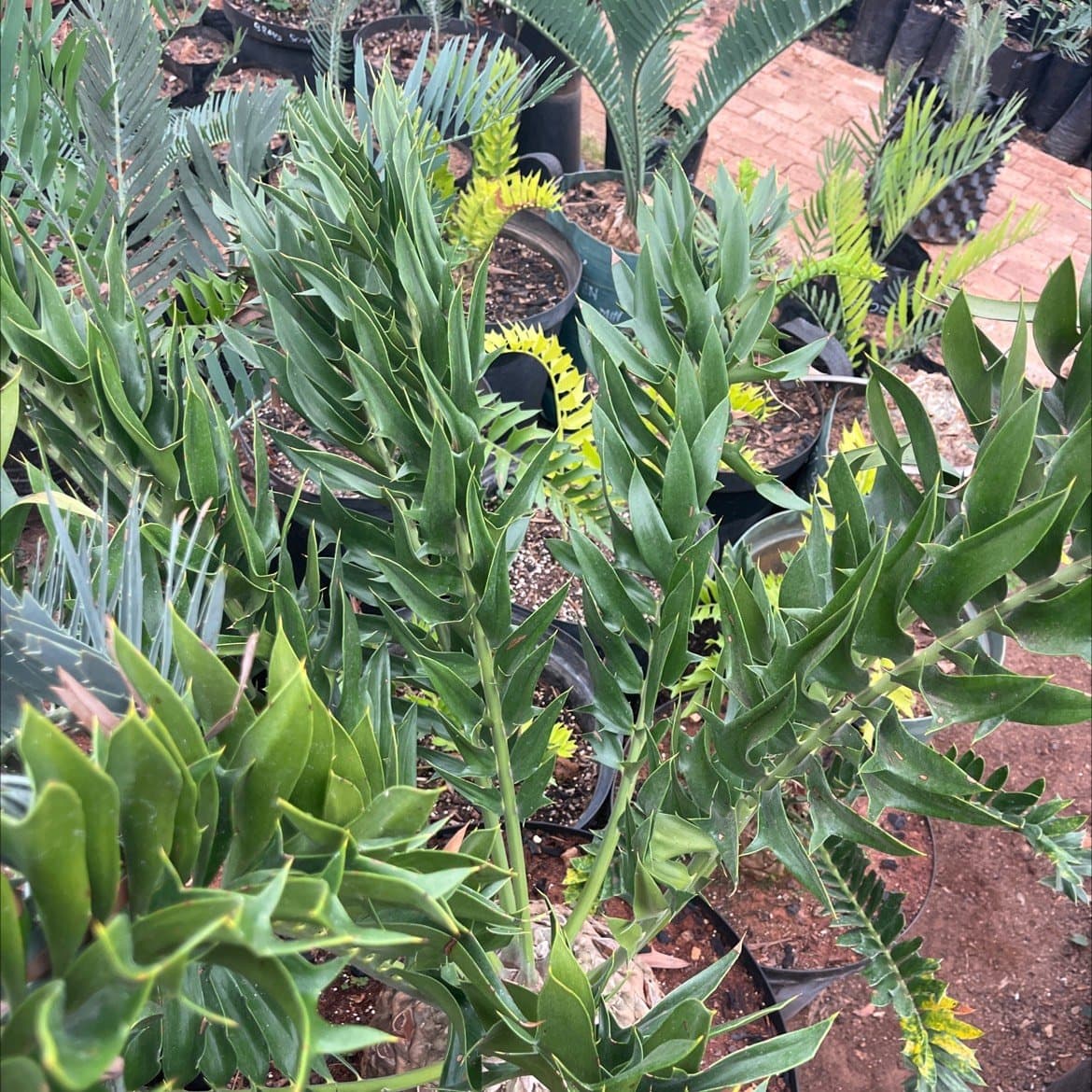 Encephalartos latifrons