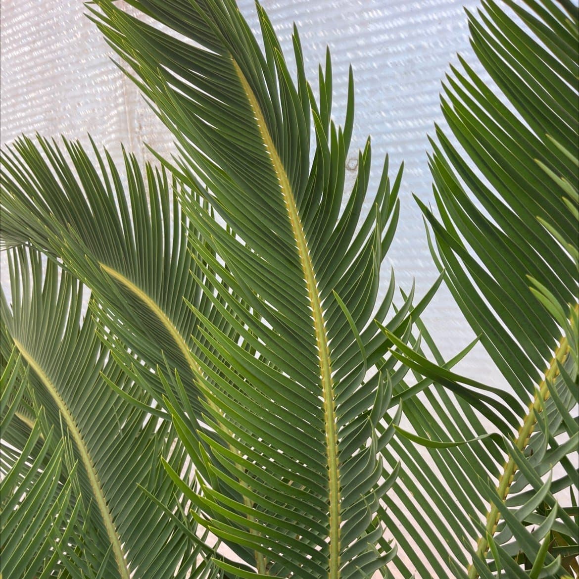 Encephalartos laevifolius