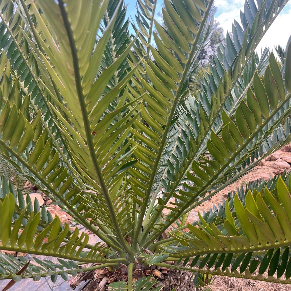 Encephalartos natalensis