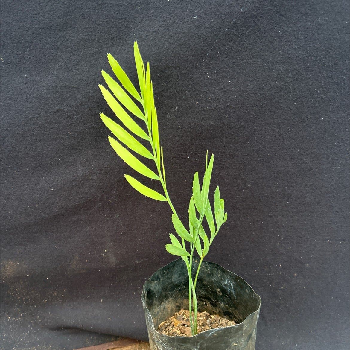 Encephalartos nubimontanus