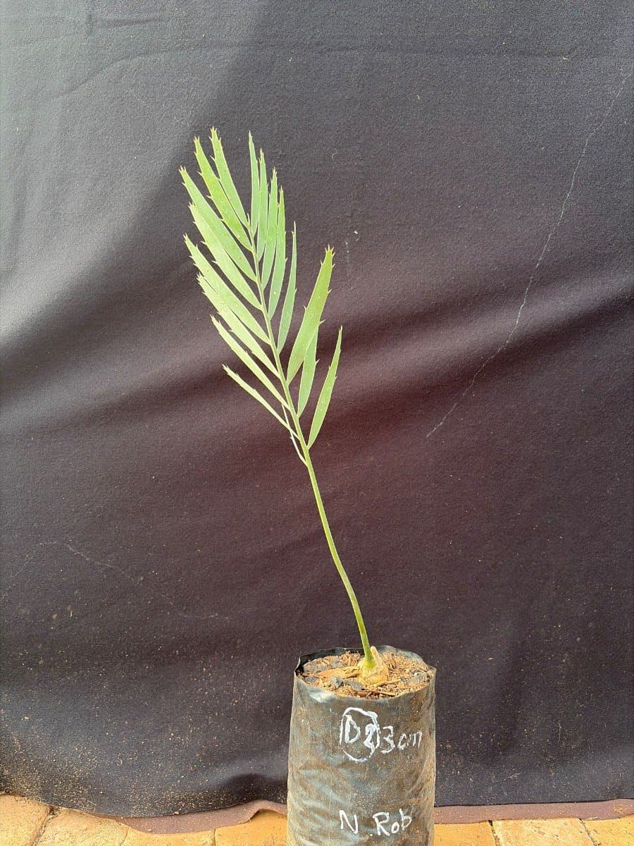 Encephalartos nubimontanus