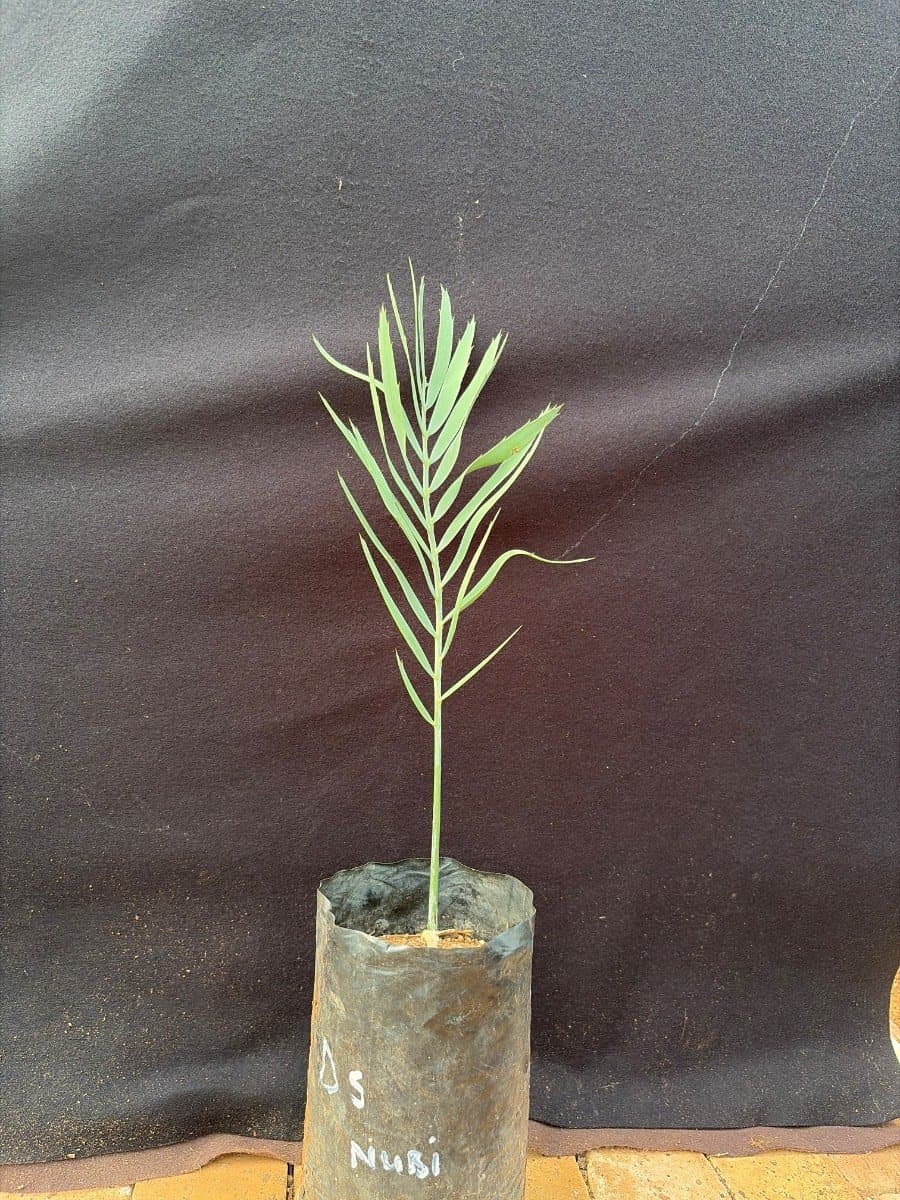 Encephalartos nubimontanus