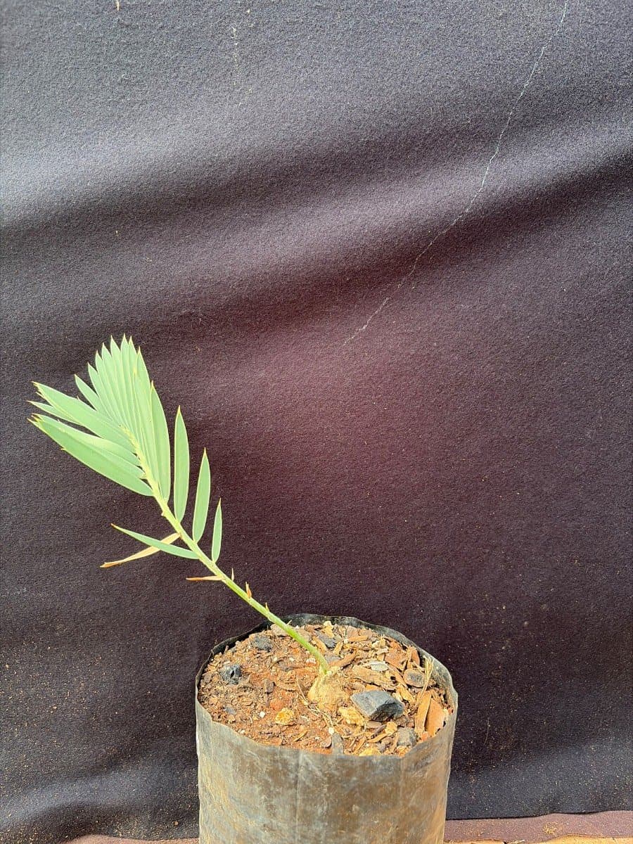 Encephalartos eugene-maraisii
