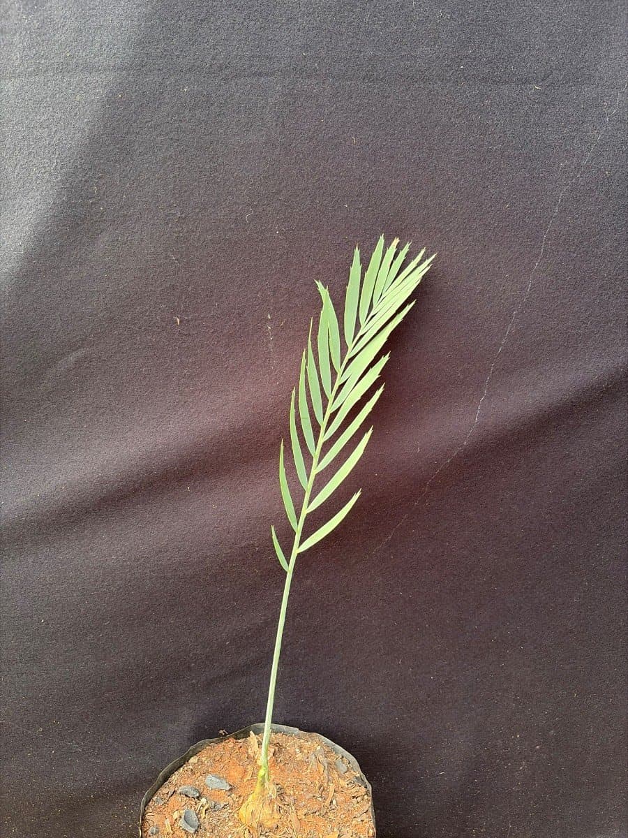 Encephalartos nubimontanus