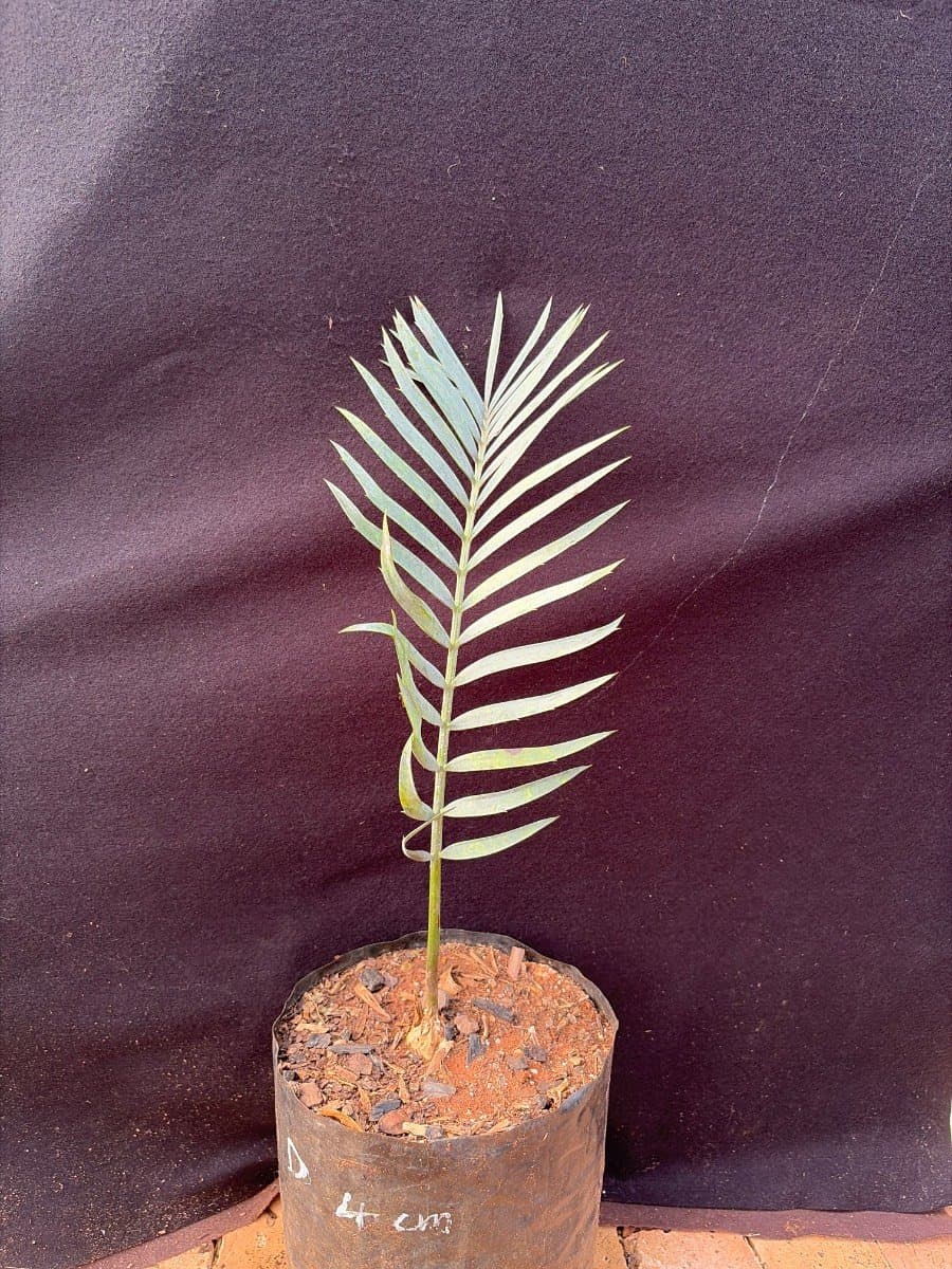 Encephalartos