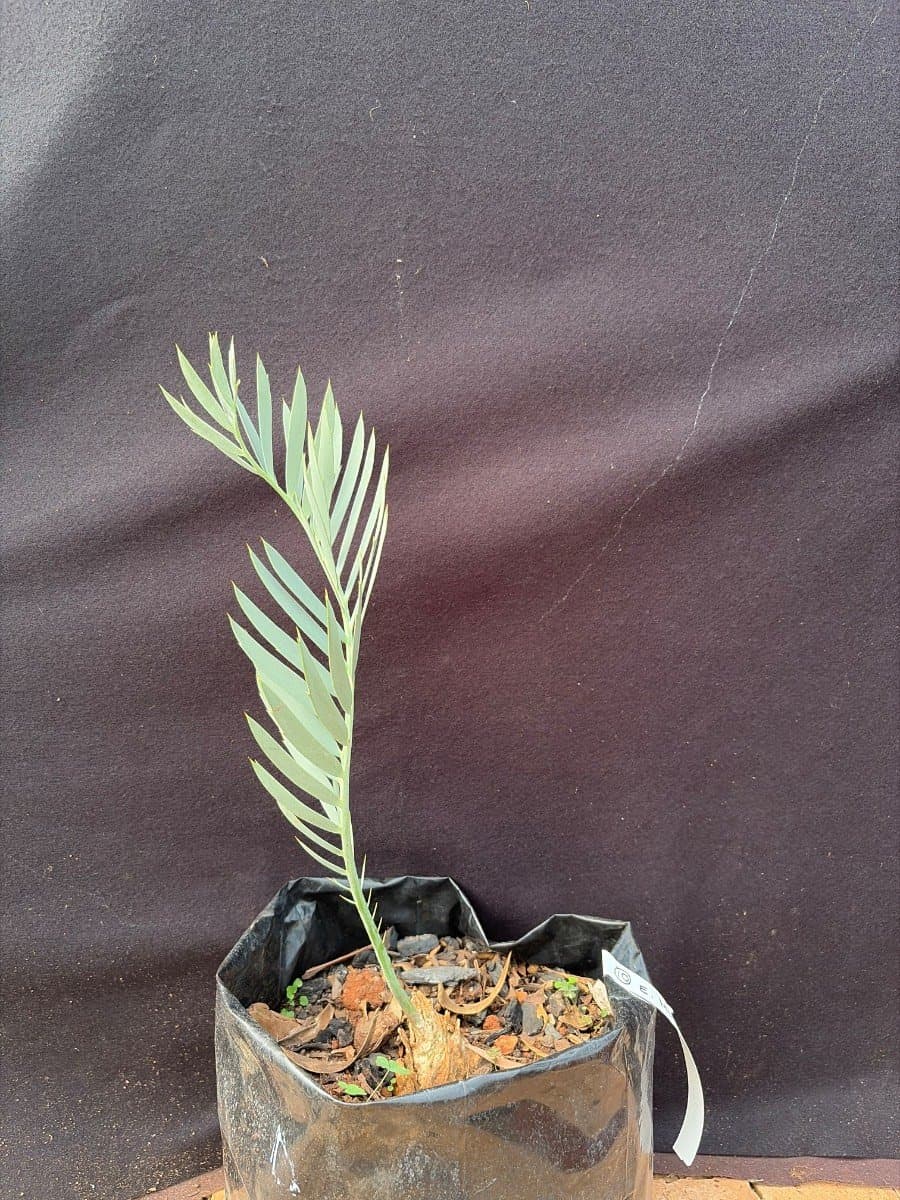 Encephalartos middelburgensis