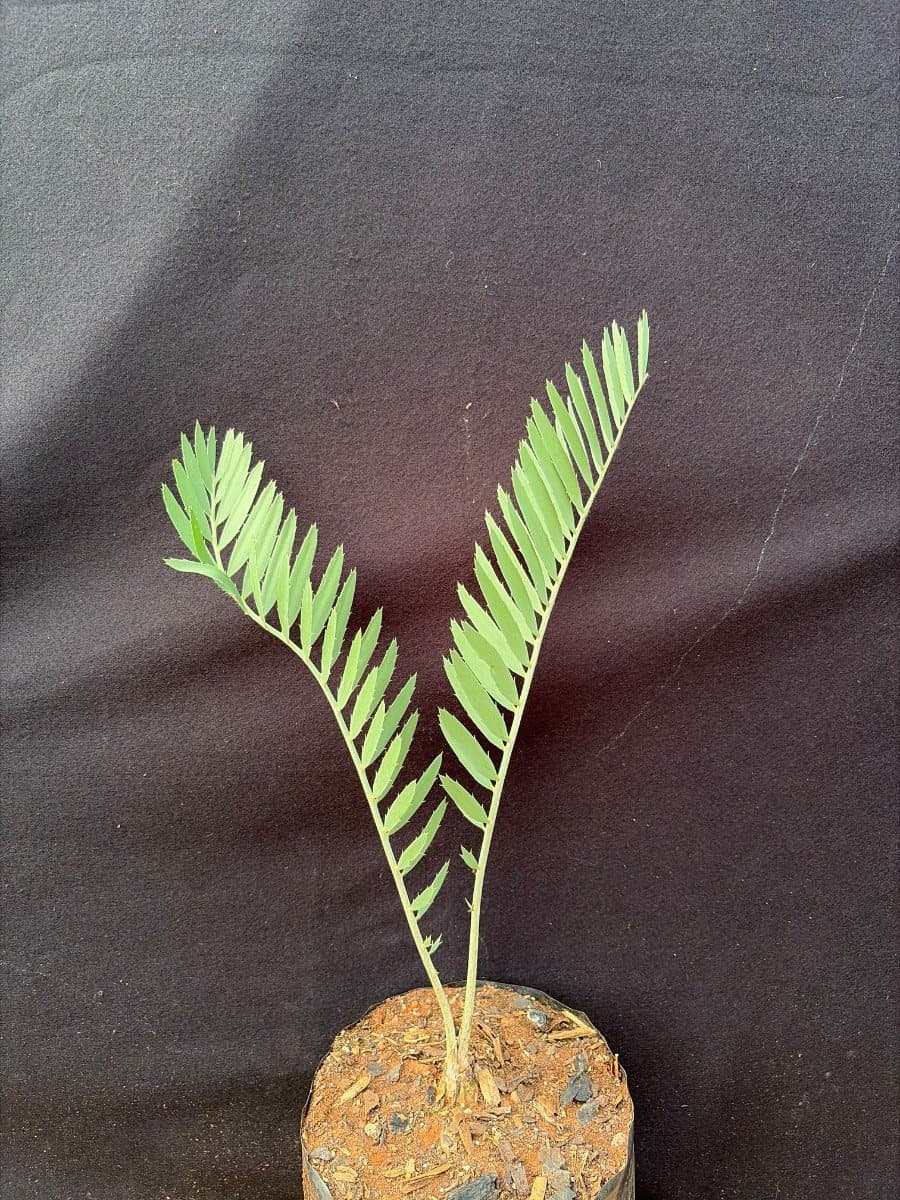 Encephalartos cupidus