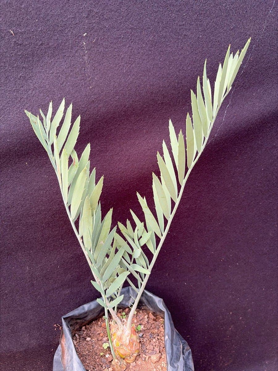 Encephalartos middelburgensis