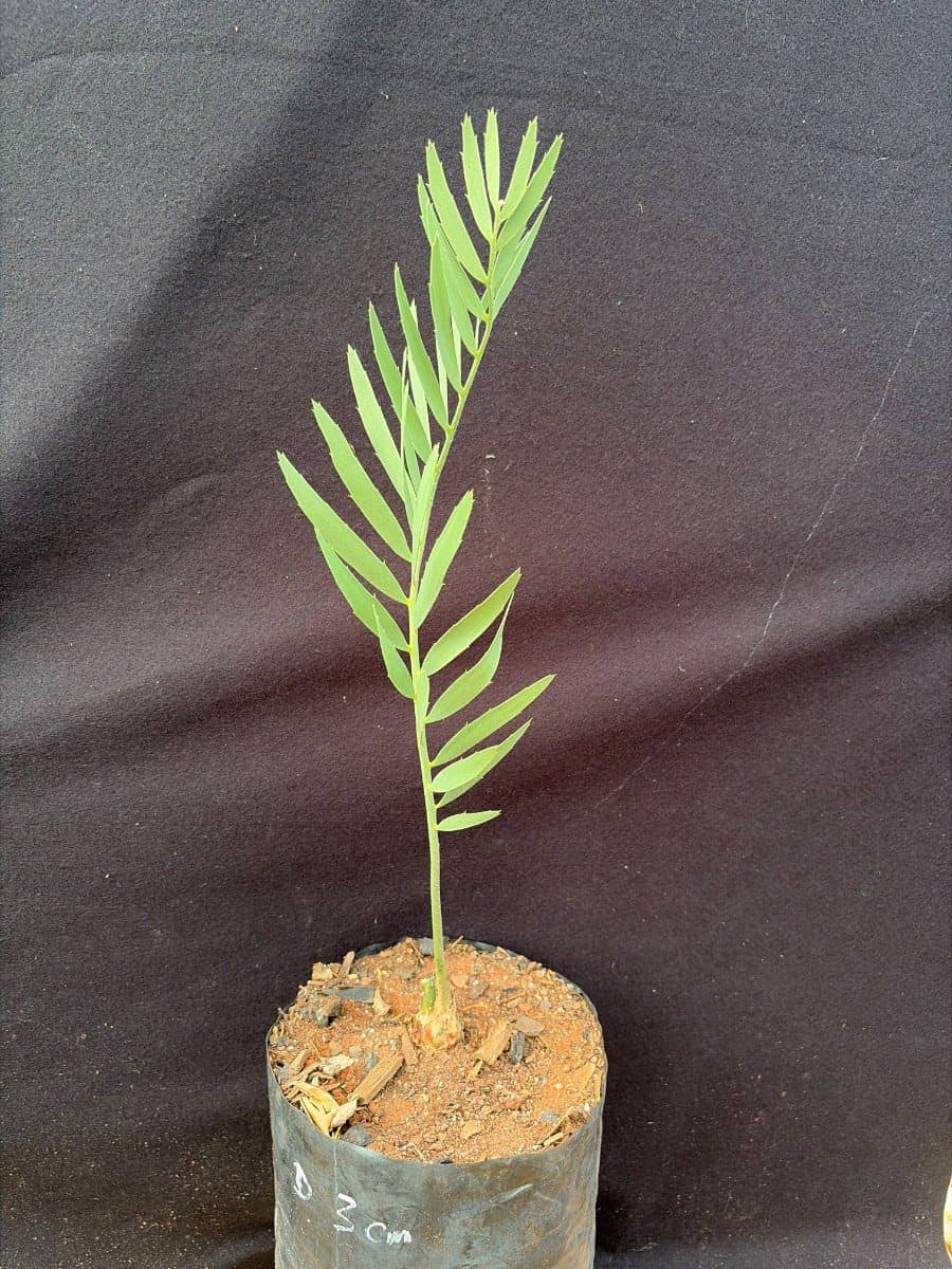 Encephalartos nubimontanus