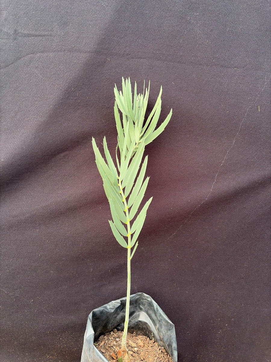 Encephalartos nubimontanus