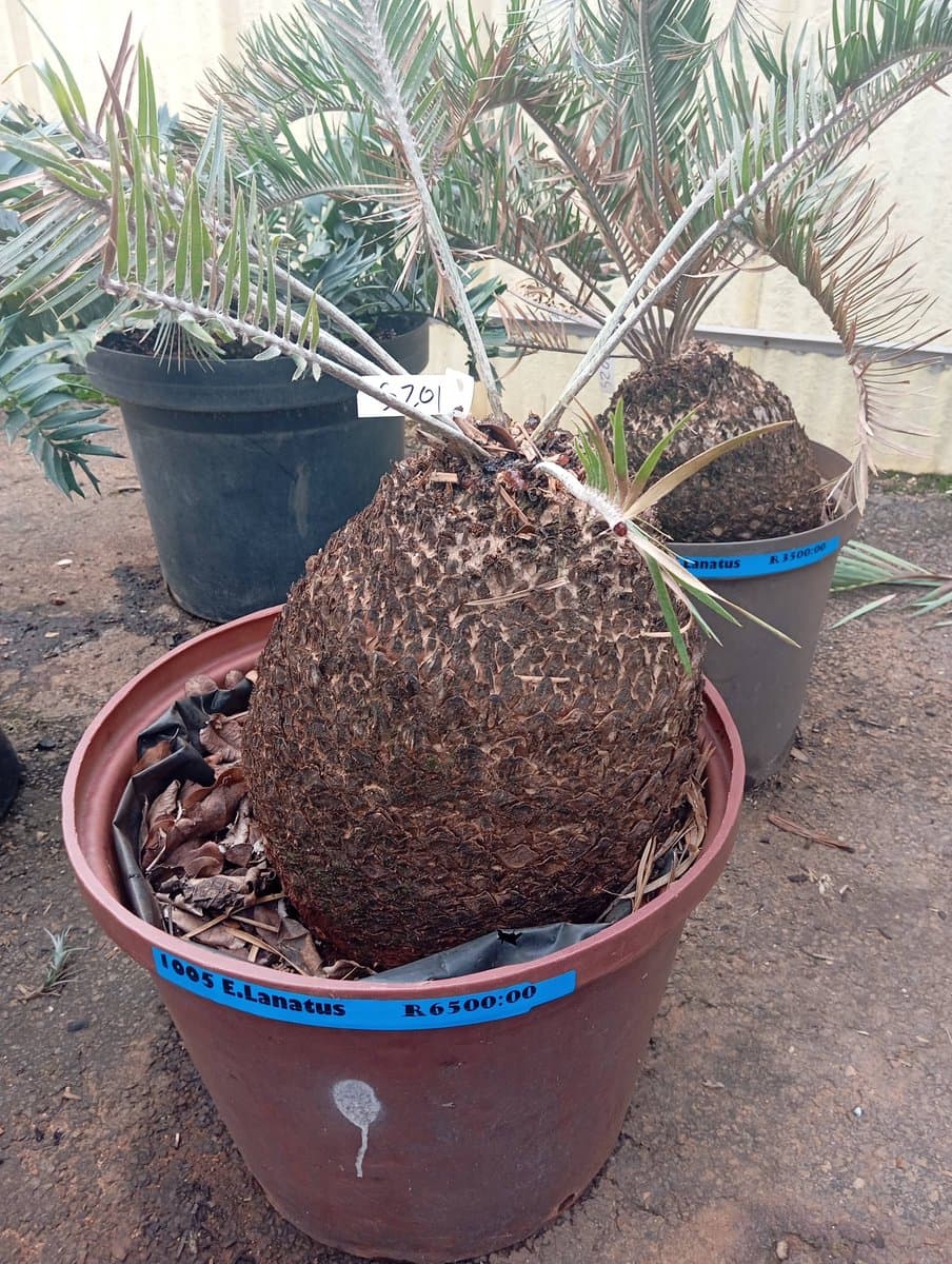Encephalartos lanatus