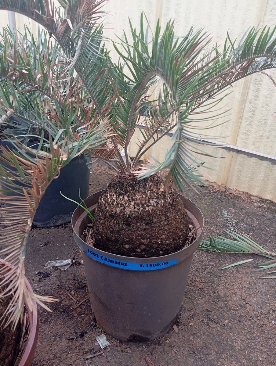 Encephalartos lanatus