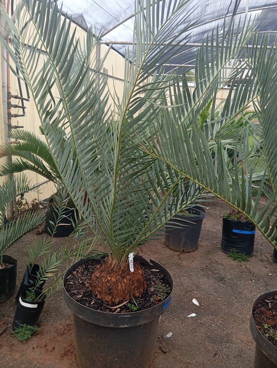 Encephalartos dyerianus