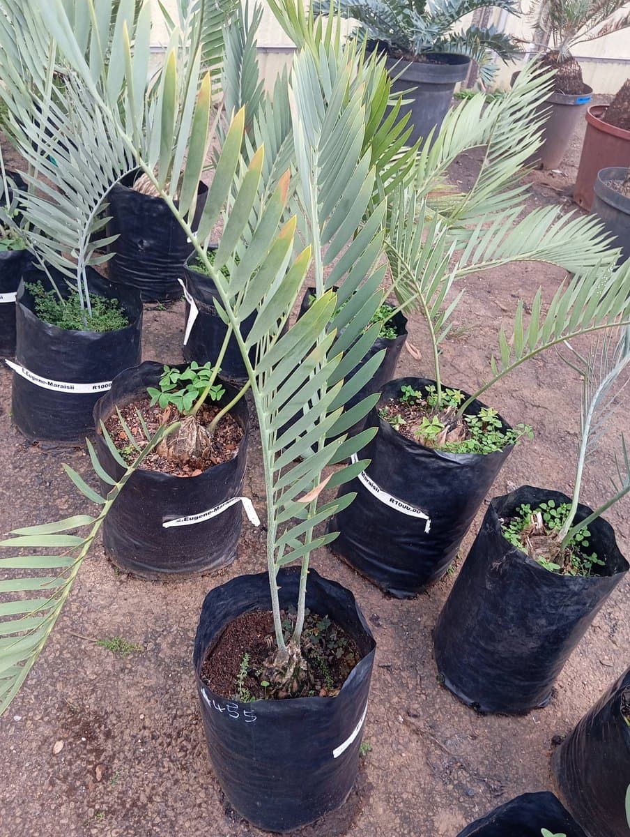 Encephalartos eugene-maraisii