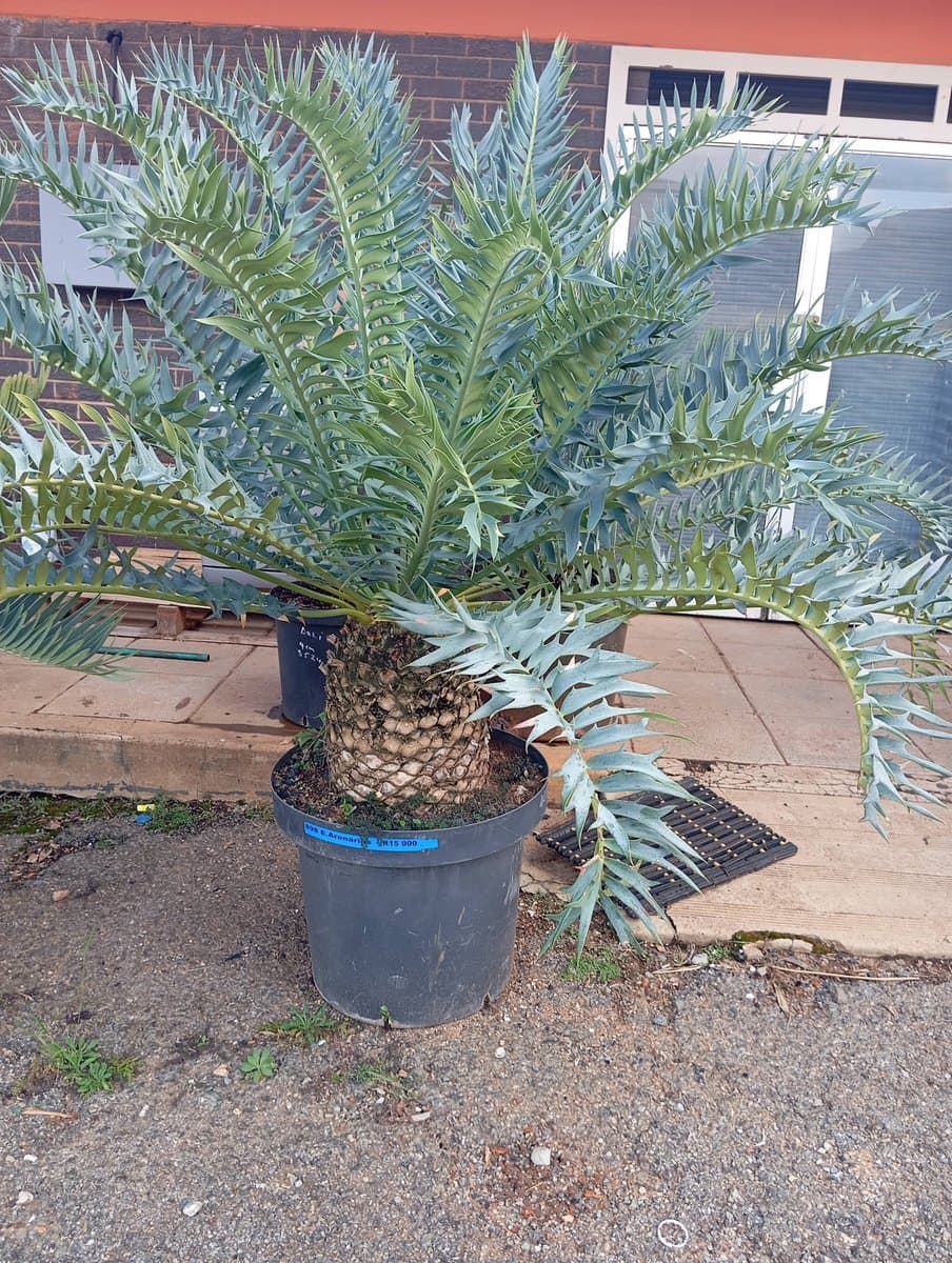 Arenarius Blue