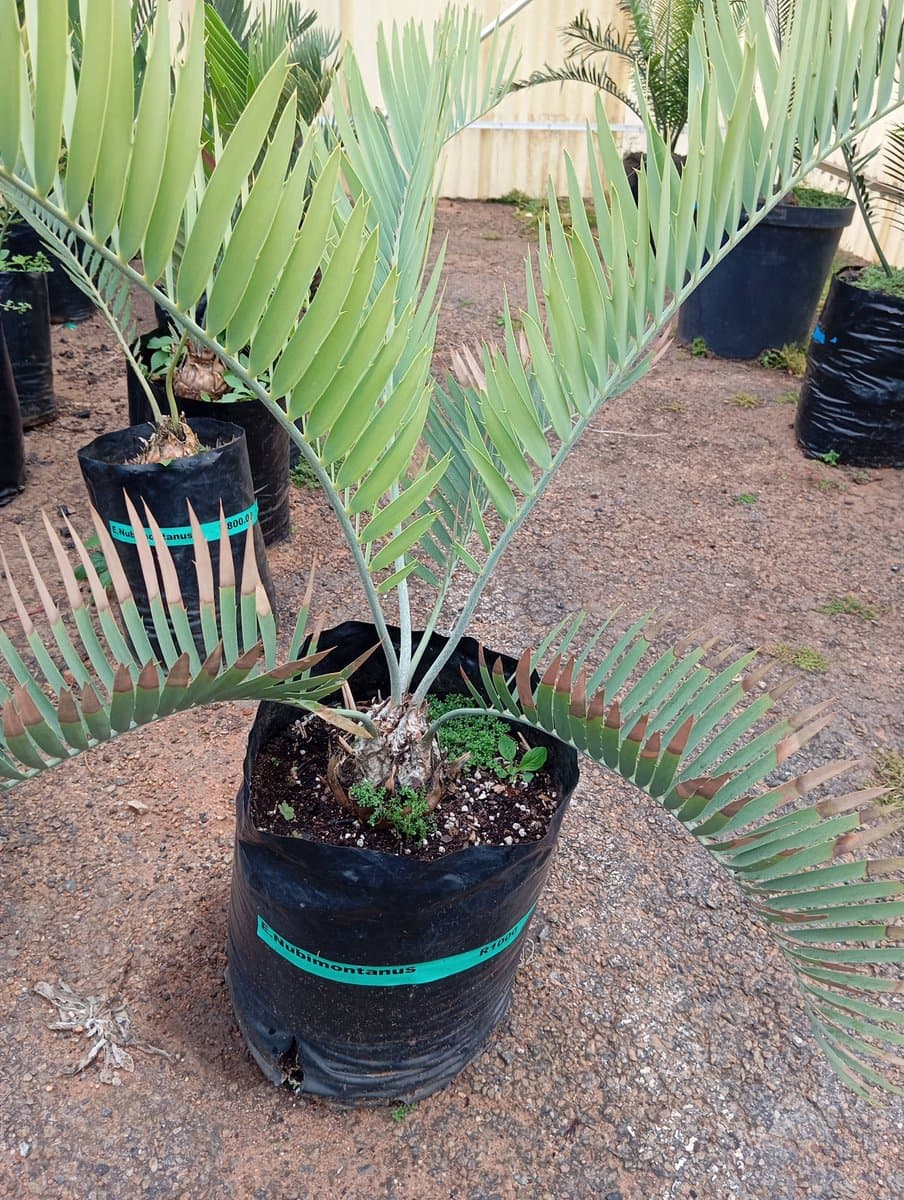Encephalartos nubimontanus