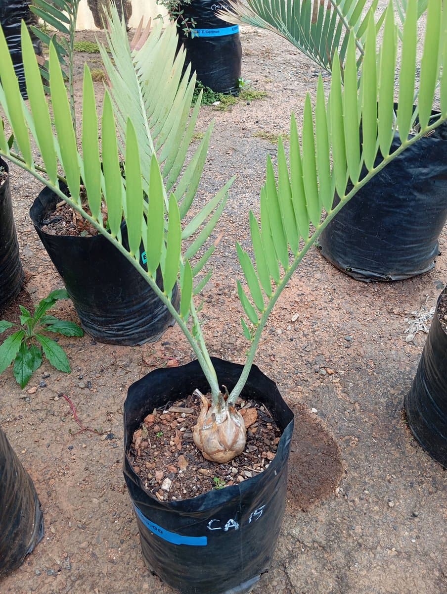 Encephalartos nubimontanus