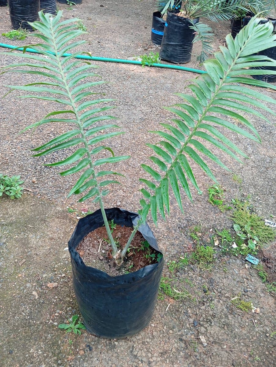 Encephalartos paucidentatus