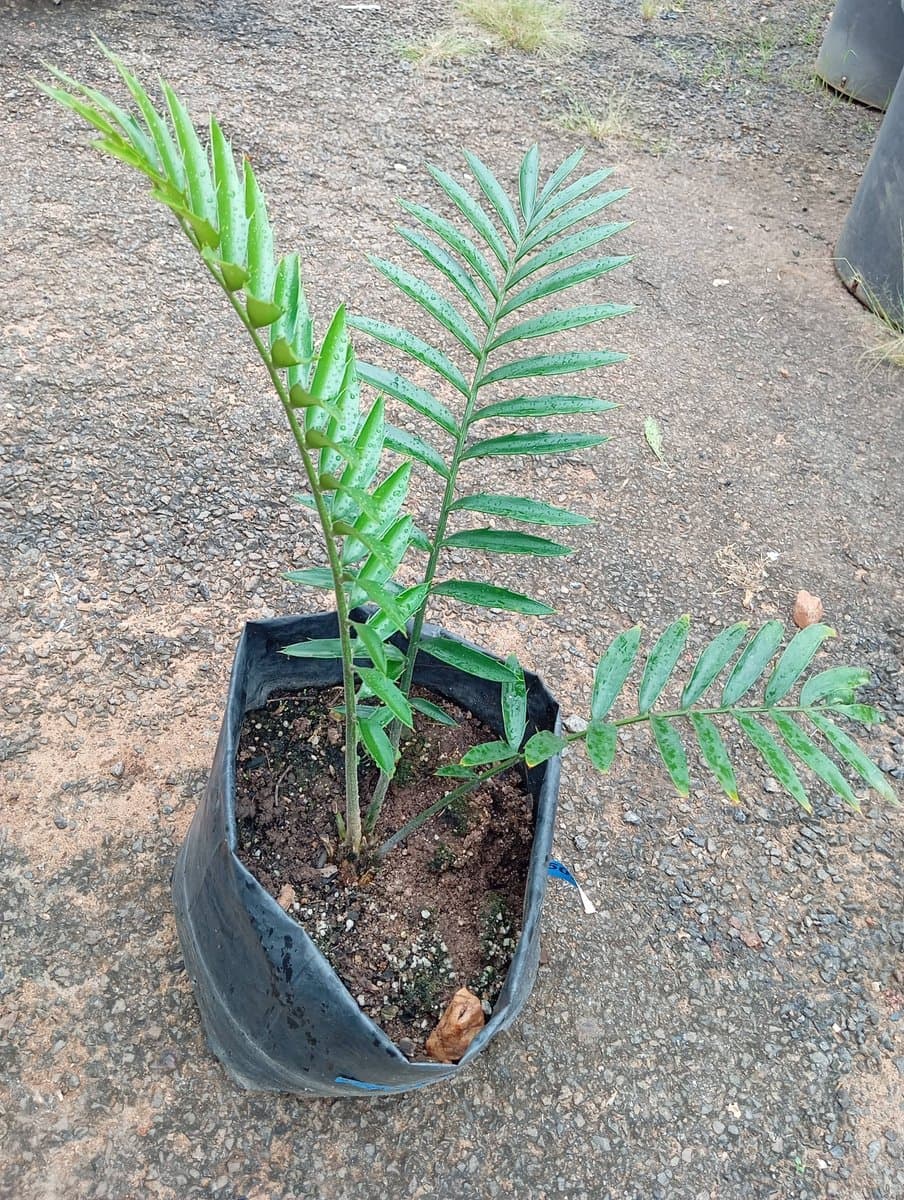 Encephalartos