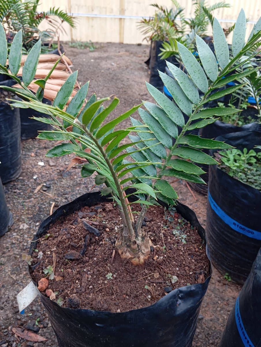 Encephalartos