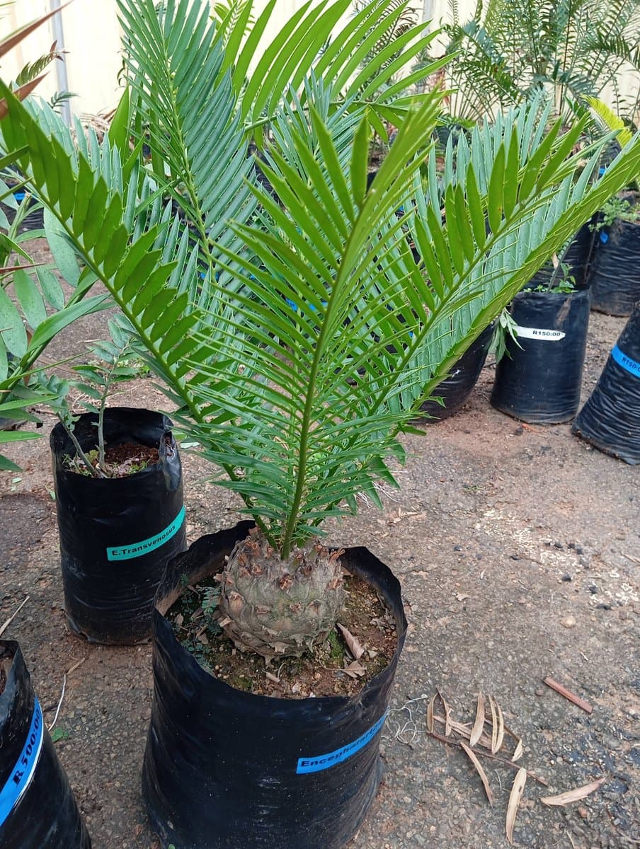 Encephalartos natalensis