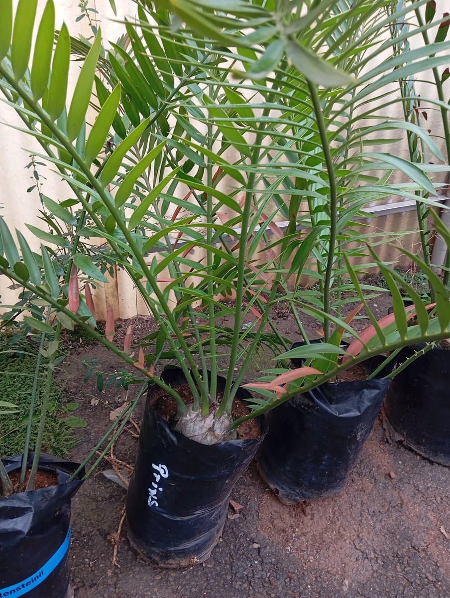 Encephalartos altensteinii