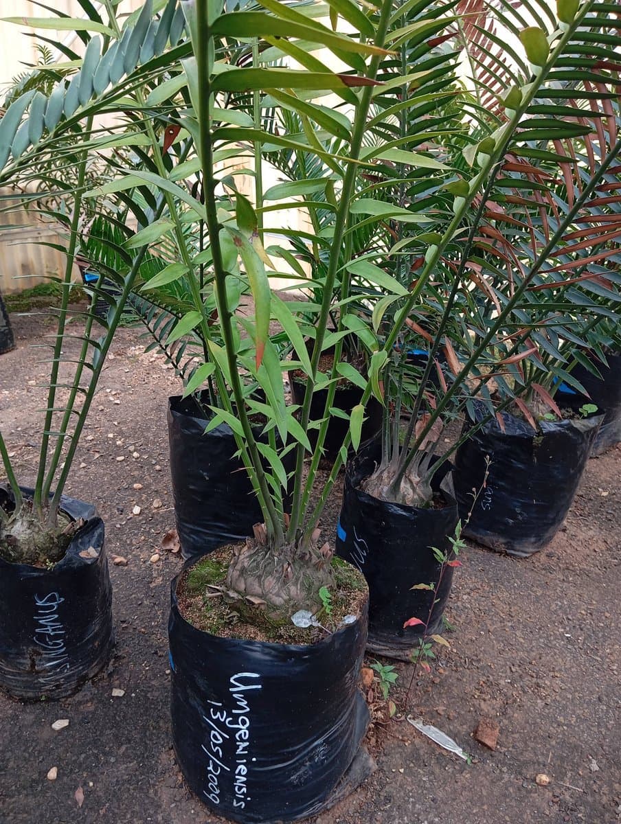 Encephalartos natalensis