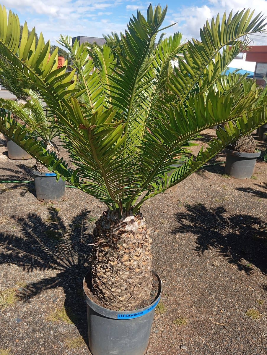 Encephalartos natalensis