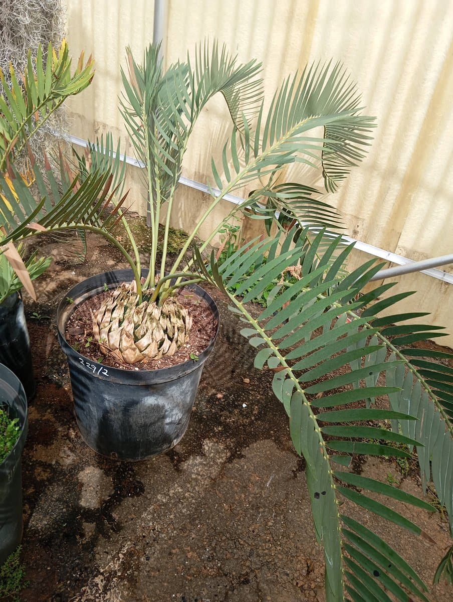 Encephalartos nubimontanus