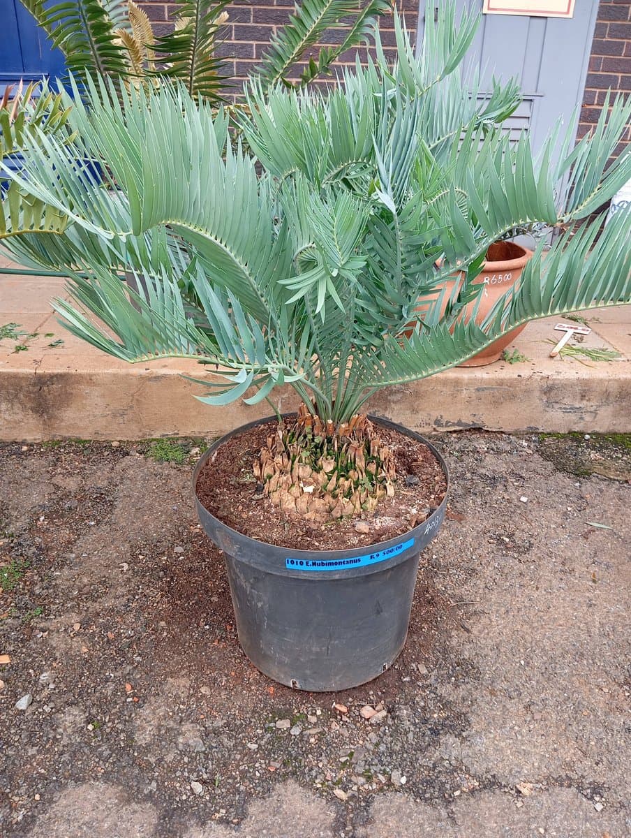 Encephalartos nubimontanus
