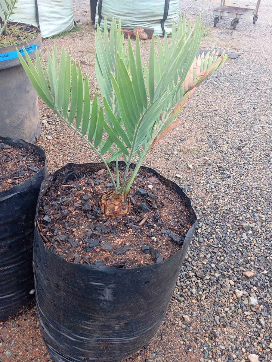 Encephalartos eugene-maraisii