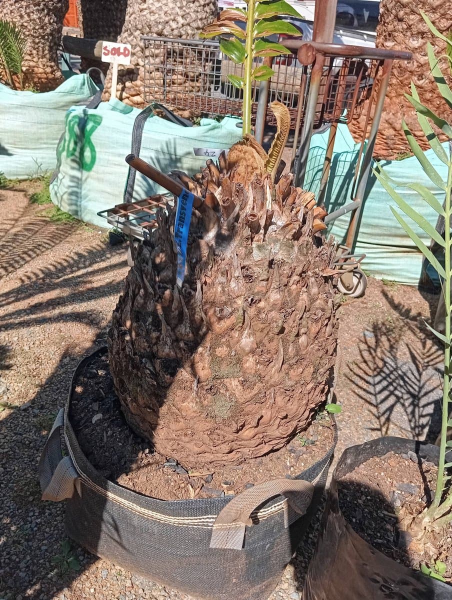 Encephalartos transvenosus