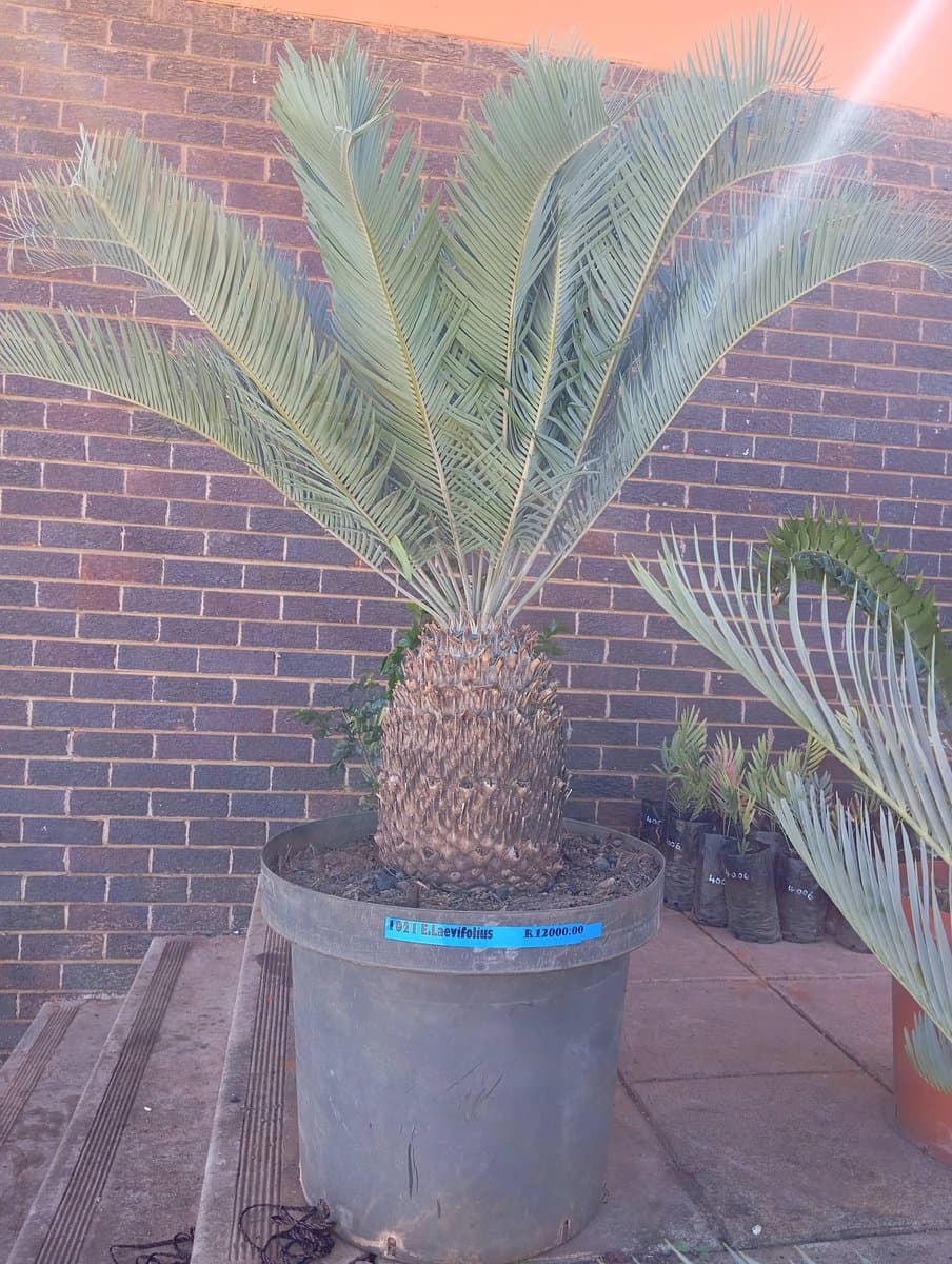 Encephalartos laevifolius