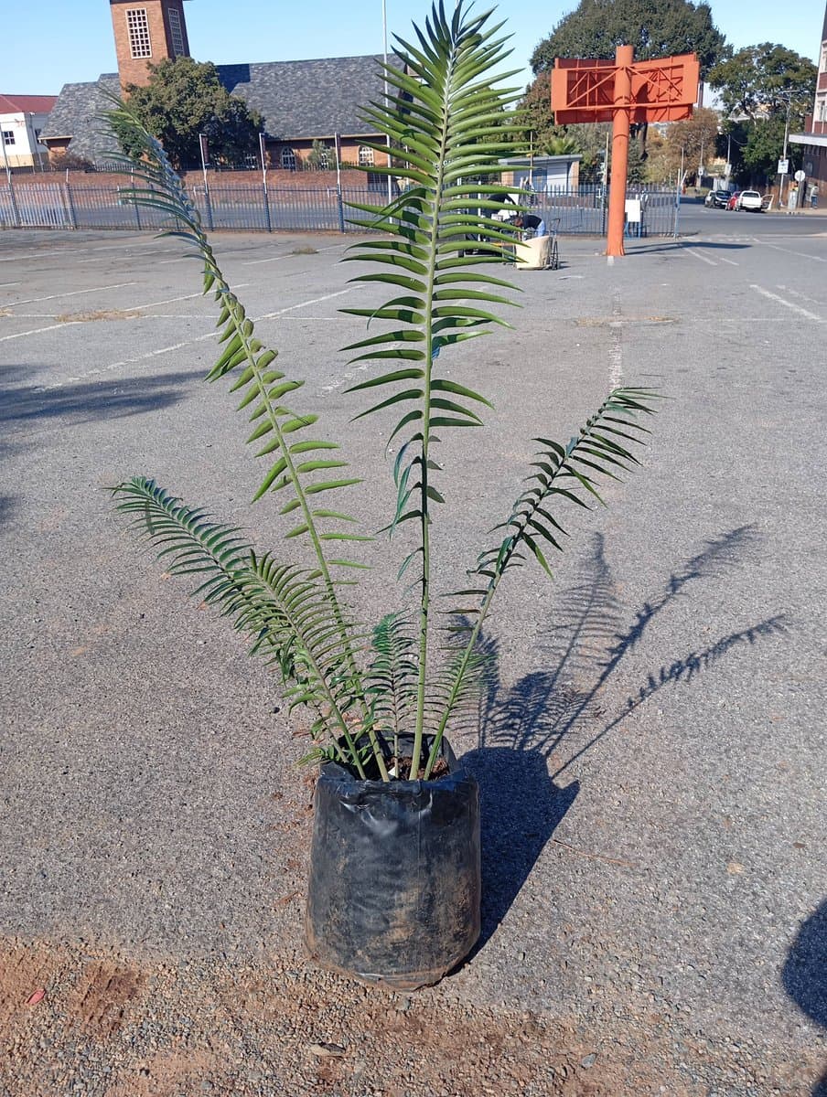 Encephalartos paucidentatus