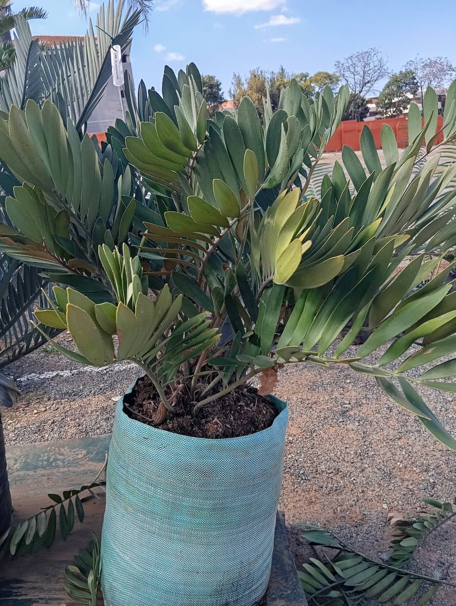 Zamia Furfuracea