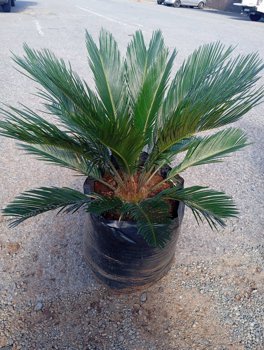 Cycas revoluta