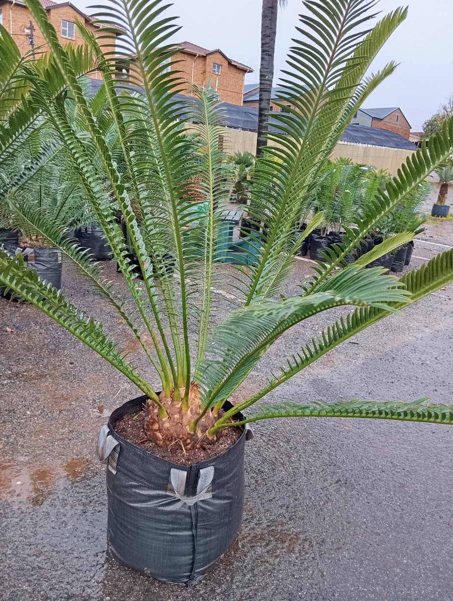 Encephalartos lebomboensis