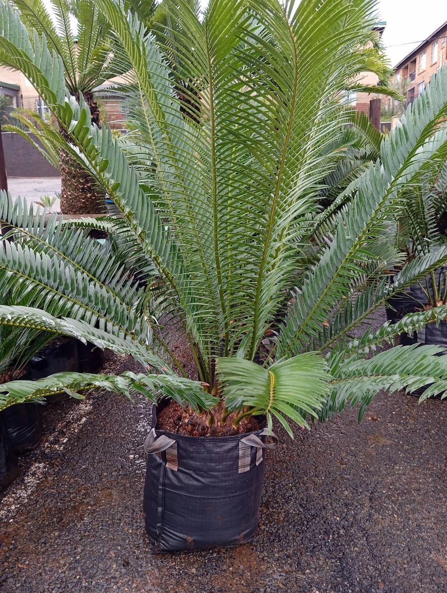 Encephalartos lebomboensis