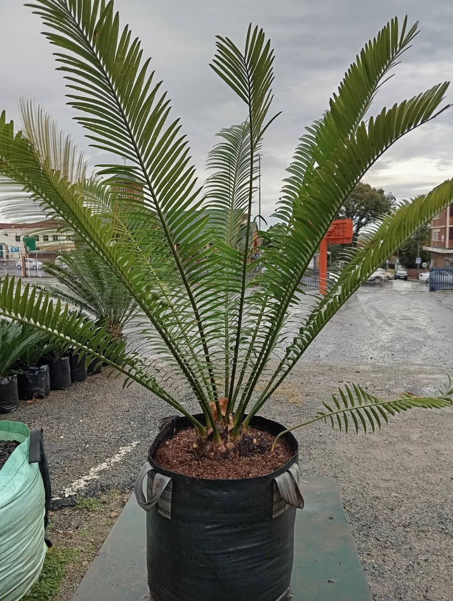 Encephalartos lebomboensis