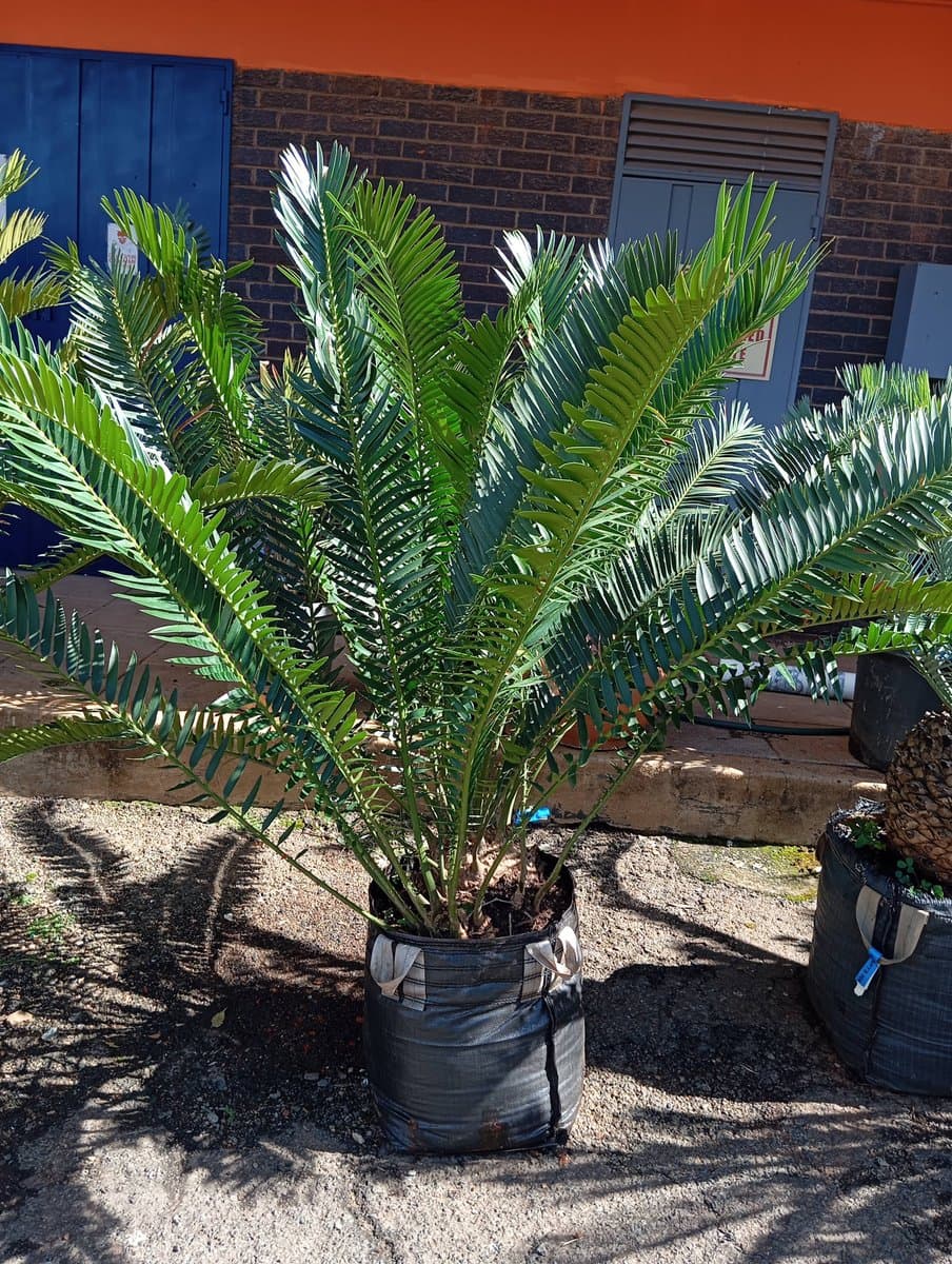 Encephalartos lebomboensis