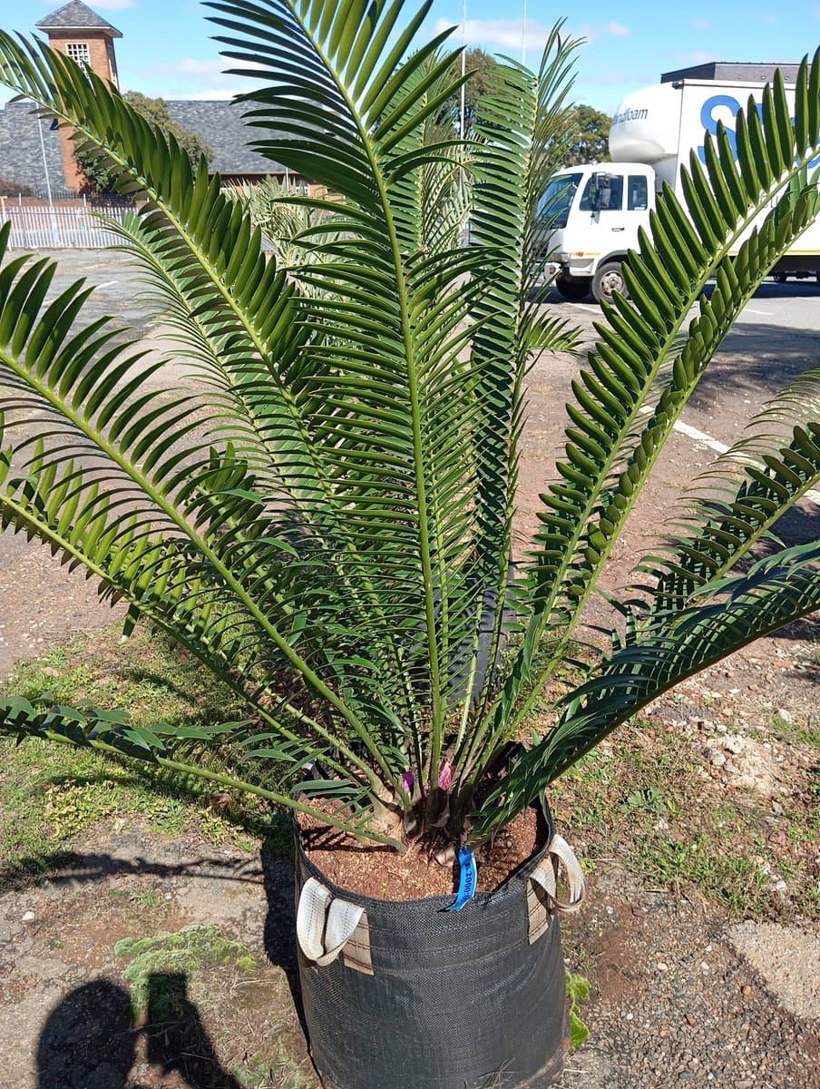 Encephalartos lebomboensis