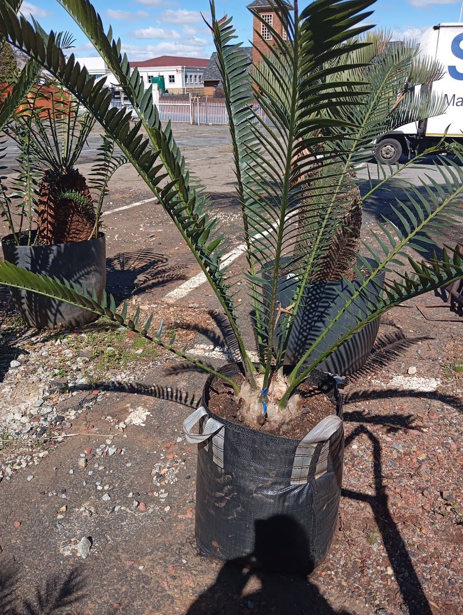 Encephalartos lebomboensis