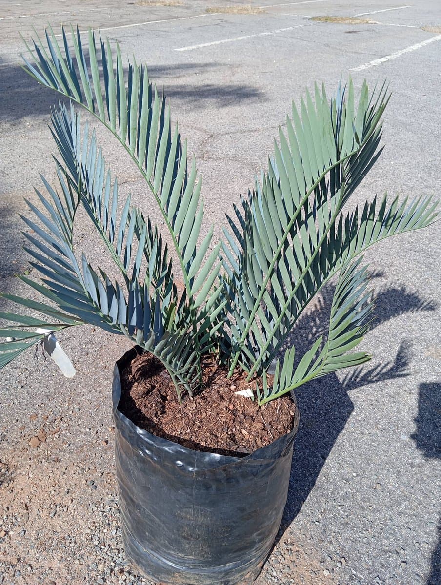 Encephalartos princeps